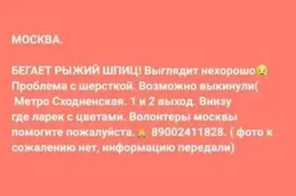 Найдена собака, Москва, фото: Найдена собака у метро Сходненская, 1