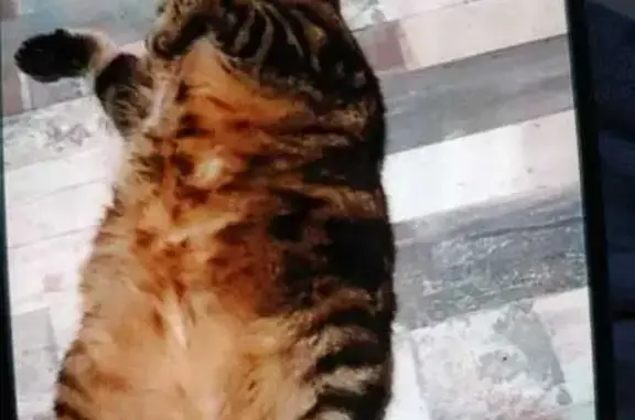 Кошки потеряшки, Кострома, фото: Потеряшка кошка, Речной пр., Кострома