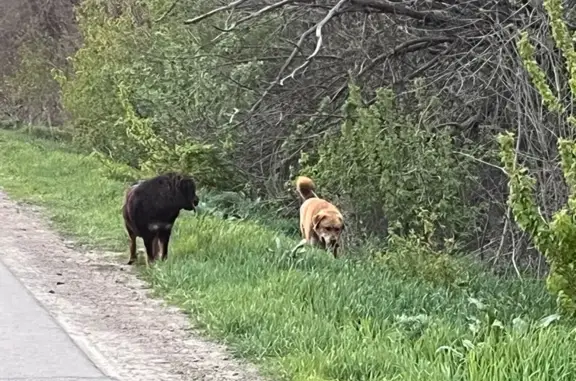 Собаки найдены на дороге к Чалтырю