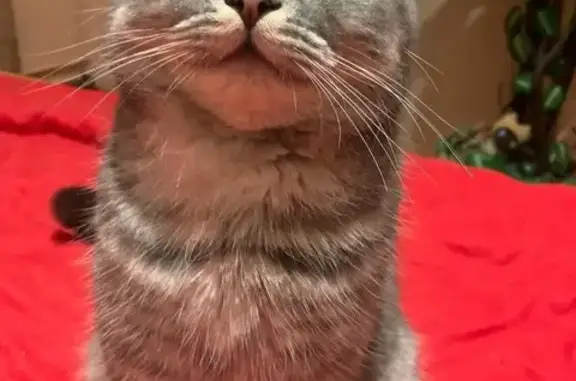 Кошки потеряшки, Тимашевск, фото: Потеряшка кошка, ул. Трудовой Славы, 2