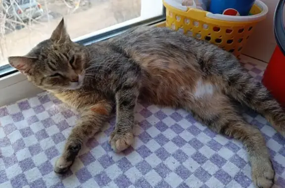 Кошки потеряшки, Шуя, фото: Потеряшка кошка, 1-я Московская ул. 12, Шуя