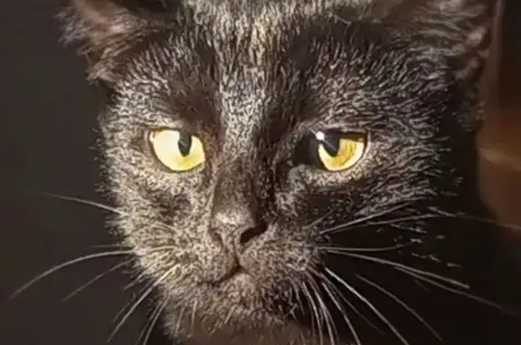 Пропала кошка, Стандартная 15, Советский
