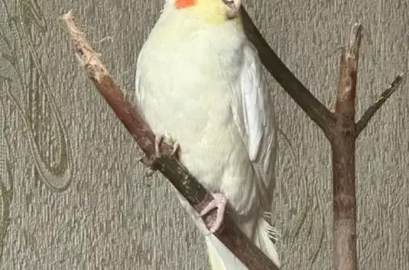 Пропал попугай, Пензенская ул., 72, Самара