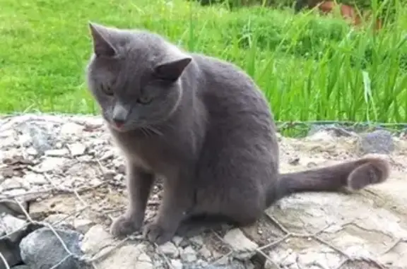 Пропала кошка, Железнодорожная ул., Красногорск - photo