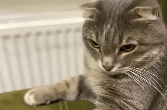 Объявления о пропавших и найденных животных, Санкт-Петербург, фото: Кошка найдена у 