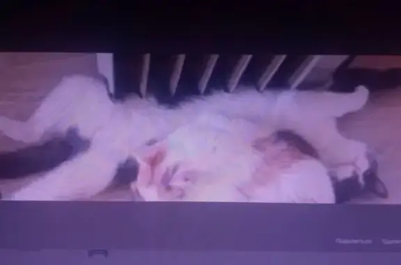 Кошки потеряшки, Магнитогорск, фото: Потеряшка кошка, Комсомольская 77, Магнитогорск