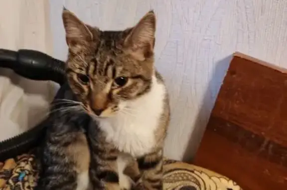 Найдена кошка, Краснозатонский, фото: Кошка найдена: Судостроительная, 2, Краснозатонский