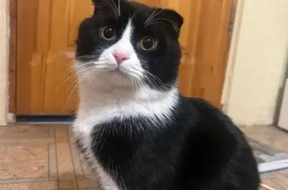 Кошки потеряшки, Самара, фото: Потеряшка кошка, ул. Гагарина, Самара