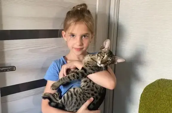 Объявления о пропавших и найденных животных, Рассказово, фото: Пропала кошка на Ткацкой улице, 22
