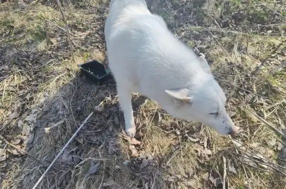 Найдена собака, Московская область, фото: Собака найдена в МО, 46Н-05997