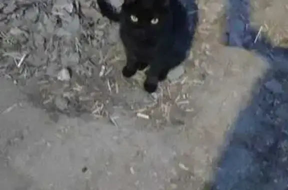 Кошка найдена у пр. Карла Маркса, 364