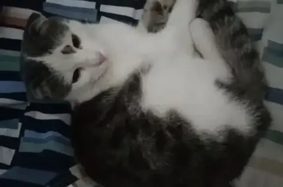 Кошка найдена, Портовая 76, Ростов-на-Дону