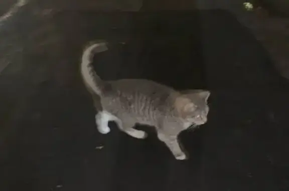 Найденные животные Санкт-Петербург, фото: Кошка найдена на Орджоникидзе, СПб