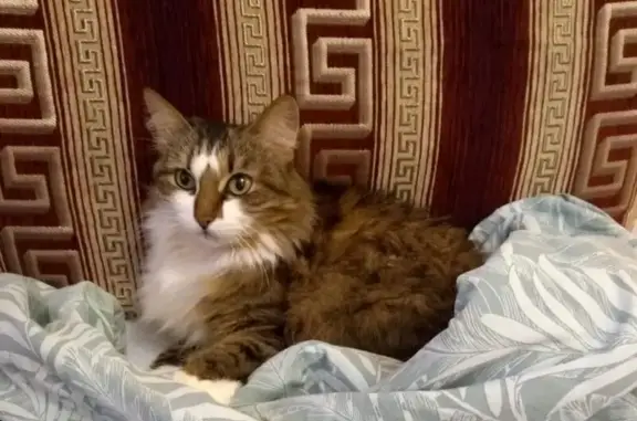 Кошки потеряшки, Москва, фото: Потеряшка кошка, Домодедовская ул., 6 к2