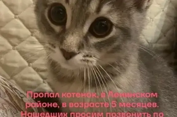 Кошки потеряшки, Ижевск, фото: Потеряшка кошка, ул. Гагарина, 37, Ижевск