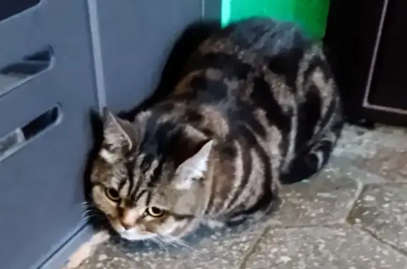 Кошка найдена: Фестивальная ул. 10