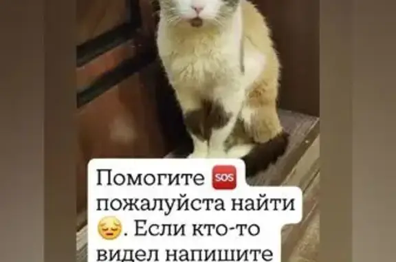 Пропала кошка, 16, Ангарск