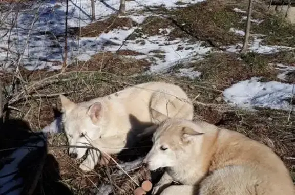 Собаки найдены: Пионерская ул., 14