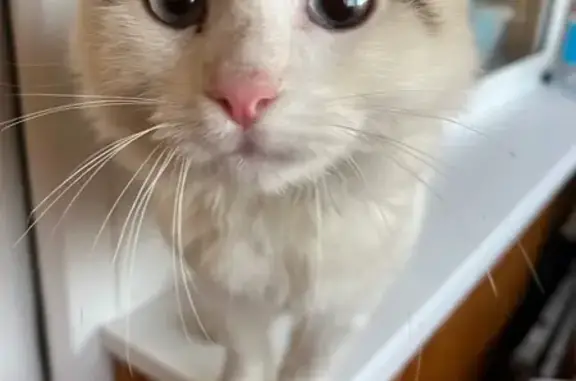 Найдена кошка, Саранск, фото: Найден ласковый котёнок на Бибиной, 9