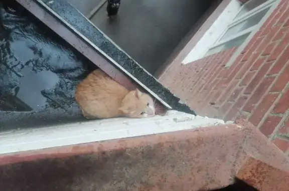 Найдена кошка, Окружное шоссе 26А, Вологда