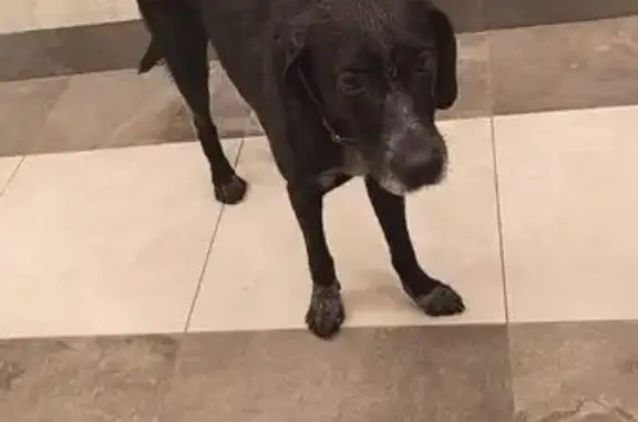 Найдена собака, Вахова 4, Хабаровск