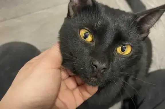 Найдена кошка, Москва, фото: Кошка найдена, ул. Алиханова, Москва