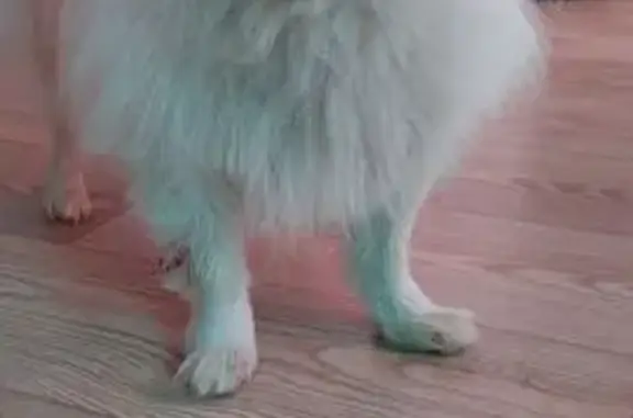 Шпиц найден: Магницкого 112, Чебоксары