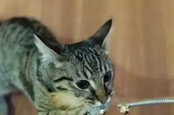 Кошки потеряшки, Заречный, фото: Потеряшка кошка, ул. Лермонтова 31, Заречный