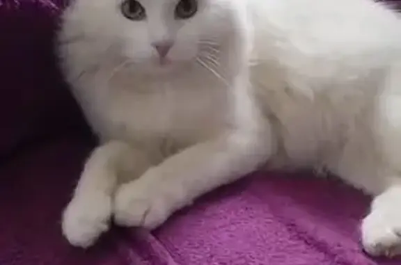 Объявления о пропавших и найденных животных, Свободный, фото: Пропала кошка на Школьной улице, Свободный