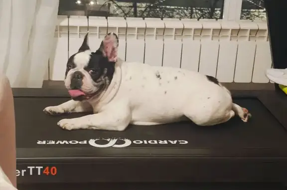 Найдена собака, Одинцово, фото: Найдена собака, Можайское шоссе 110А