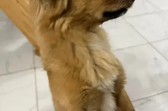 Собаки потеряшки, Казань, фото: Потеряшка собака, Оренбургский тракт, 6