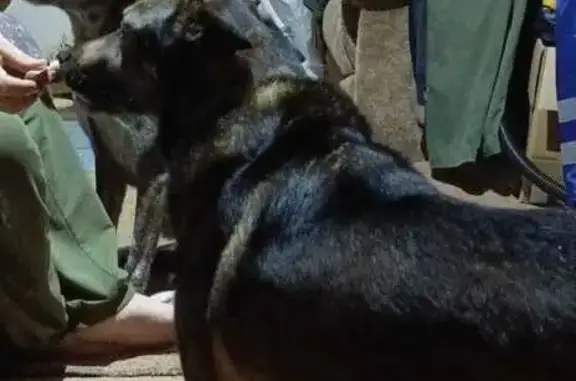 Собаки потеряшки, Деревянское, фото: Потеряшка собака, Высотная ул., Деревянское