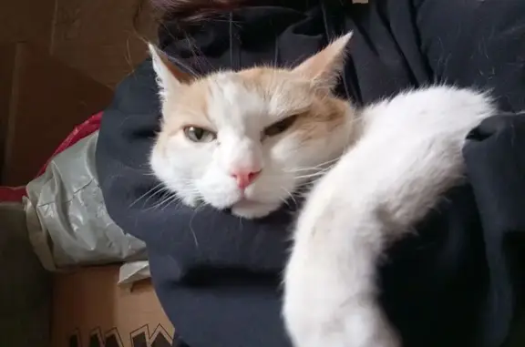 Кошка найдена: ул. Куйбышева, 5, Новокузнецк