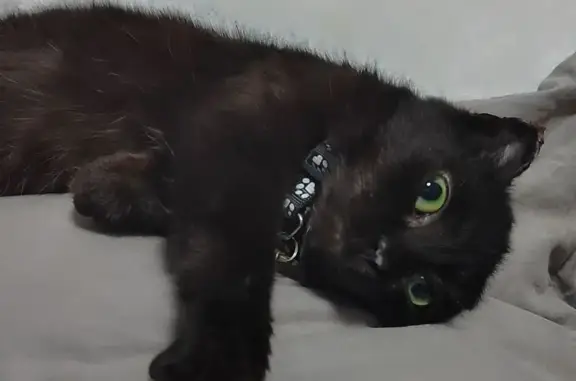 Кошки потеряшки, Промышленная, фото: Потеряшка кот: Весенняя ул., 15, Промышленная