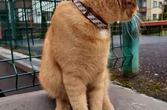 Найдена кошка, Спортивная 62, Калининград