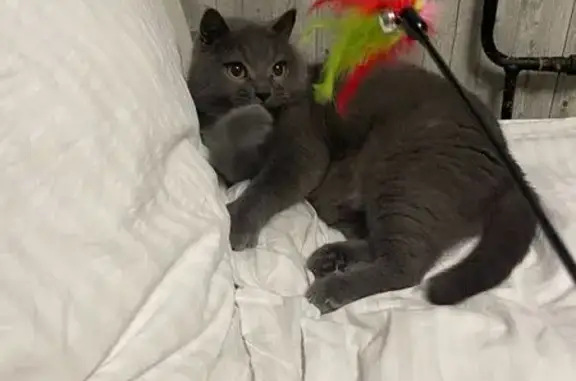 Потерянные животные Кисели, фото: Пропал кот Томас, ул. Янтарная, 10