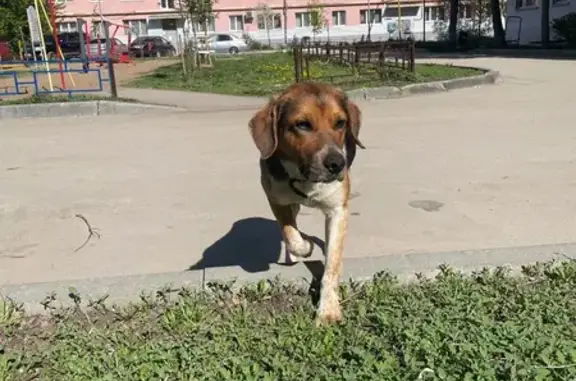 Найдена собака, Самара, фото: Найдена собака, Пугачёвский тракт 14