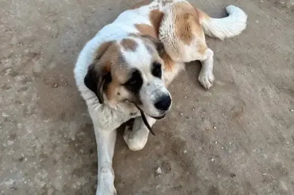 Найдена собака, ул. Лермонтова 2, Щёлково