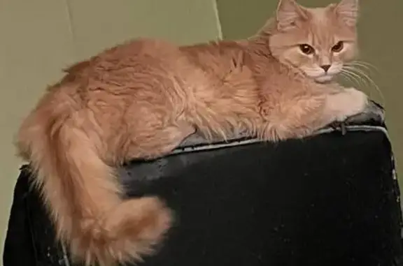 Кошки потеряшки, , фото: Потеряшка кошка, ул. Ленина 19, Подгорное