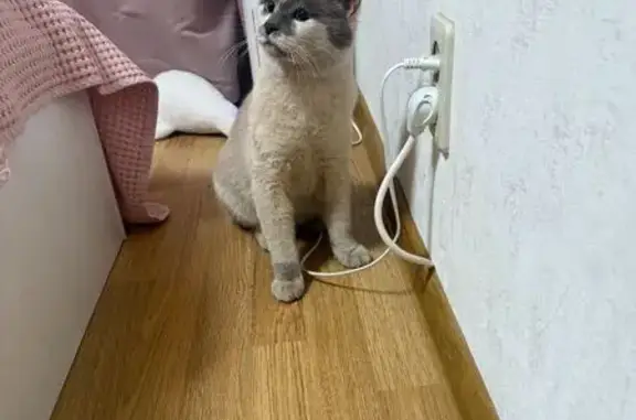 Красивая кошка найдена, Ленпроспект 49