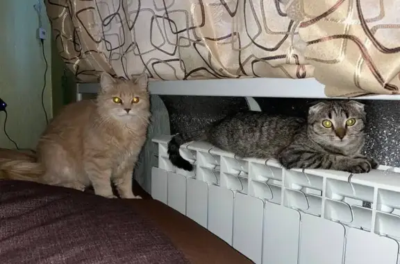 Кошки потеряшки, , фото: Потеряшка кошка, ул. Ленина 68, Подгорное