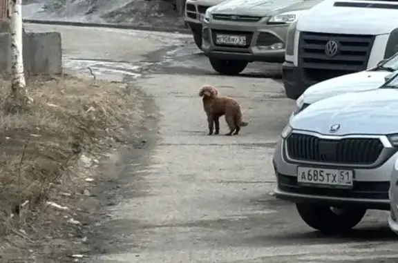 Найдена собака, Мурманск, фото: Пудель найден на Траловой, 14, Мурманск