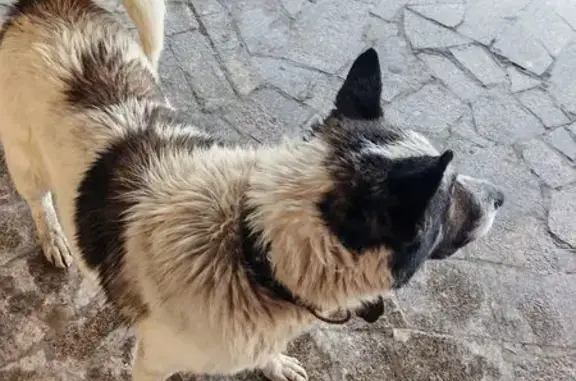 Собака у 