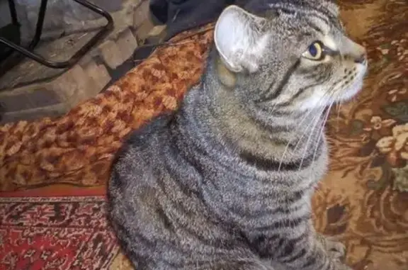 Кошки потеряшки, Северодвинск, фото: Потеряшка кошка, Северодвинск, Морской пр.