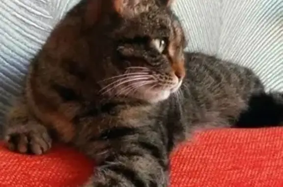 Пропала кошка, Уральская ул., Поповка