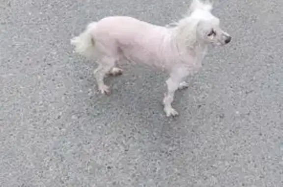 Собака найдена: Университетская 24, Чебоксары