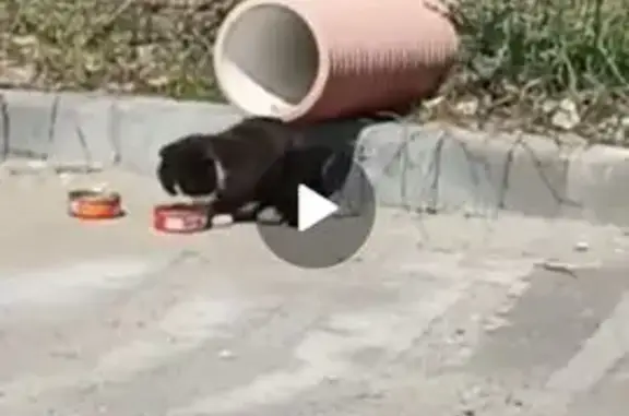 Объявления о пропавших и найденных животных, Ростовская область, фото: Кошка найдена в Старой Станице, Ростовская область