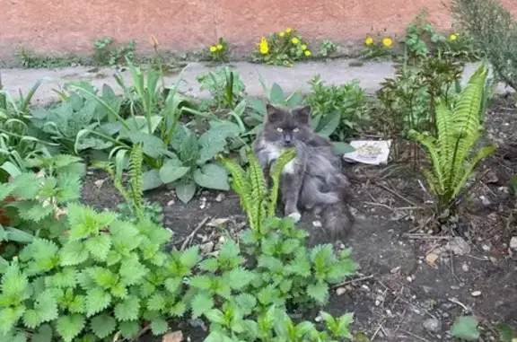 Кот найден на ул. Розы Люксембург, 52