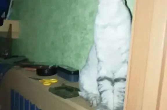 Кошки потеряшки, Богучар, фото: Потеряшка кошка, ул. Дзержинского, Богучар