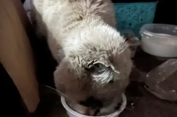 Найдена кошка Изя, ул. Южные Мастерские, 12Г